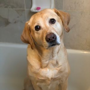 Meet your Posher, Brian